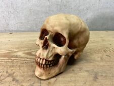 Realistic Human Skull Halloween Decor Decoration Resin (New) picture