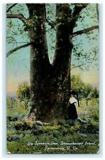 1914 Big Sycamore Tree Blennerhasset Island Parkersburg West Virginia Postcard picture