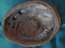 LRG & HEAVY  IRIDESCENT PINKISH/GRAY ABABLONE SHELL W/RED OUTER SHELL~ SEE PICS picture