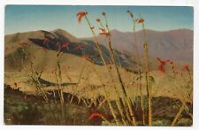 Ocotillo Vintage Postcard, Circa 1938, Unposted with 2 Cent John Adams Stamp picture