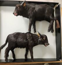2 vintage miniature taxidermy bull black  real animal hide fur  picture