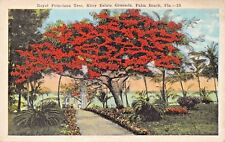 PALM BEACH FLORIDA~ROYAL POINCIANA TREE-RITTER ESTATE GROUNDS POSTCARD 1920s picture
