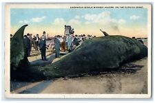 c1920's Enormous Whale Washed Ashore Florida Coast Florida FL Unposted Postcard picture