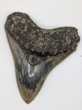 HUGE Megalodon Shark Tooth Fossil 5.18'' Rare Color AUTHENTIC No Repairs/ Resto picture