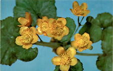 Rare Glass Model of Marsh Marigold by Blaschka picture