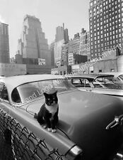 1958 Cat Sitting on a Car, New York City, New York Vintage Old Photo Reprint picture