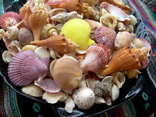 5 lbs. Mixed Seashells Sea Shells Crafts Decorating Collectible Lot  picture