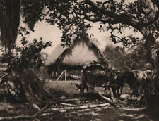 Midday rest on a ranch. Mojos pampas, Beni Department. Bolivia 1928 old print picture