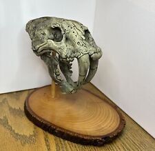 Sabertooth Tiger Skull-3d Printed With Hand Made Wood Base (Open To Offers) picture