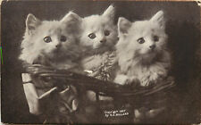 Vintage Postcard 3 White Kittens in a Basket C.E. Bullard 1907 picture