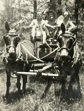 2H Photograph 1932 3 Handsome Men Shirtless On Donkeys 