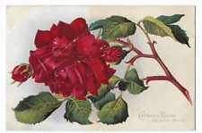 California Roses vintage postcard 1900's Grus An Teplitz picture