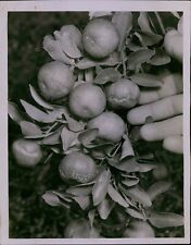 LG838 1950 Original Photo CLEOPATRIA TANGERINE TOP ORNAMENTAL Fresh Fruit Tree picture
