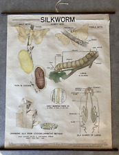 BEAUTIFUL Vintage Silkworm Chart by the Welch Scientific Company picture