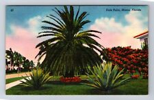 Miami FL-Florida, Scenic Landscaping Date Palm, Antique Vintage Postcard picture