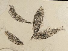 FOUR 50 Million Year Old Knightia FISH Fossils From Wyoming 810gr picture
