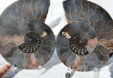 RARE 1 in 100 BLACK Ammonite Cut Split Pair XXXXLRG 8.1