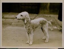 GA51 Original Underwood Photo DOG HAD HEAD AND EARS OF A LAMB Hull England Show picture