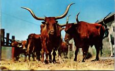 Longhorn Steers Famed the World Over Groom Vintage Postcard ipc1. picture