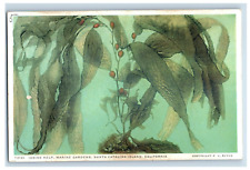 c1915-20's Iodine Kelp, Marine Gardens, Santa Catalina Island, CA. Postcard F89E picture
