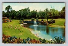 Miami FL- Florida, Flamingos Wandering, Antique, Vintage Postcard picture
