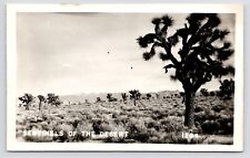 c1940s~Joshua Trees~Desert Scene~Mojave~B&W Photo~Southwest~RPPC Postcard picture
