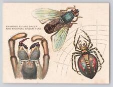 Victorian Trade Card Advertisement New Jersey Trenton Cracker Co. Inscect Spider picture