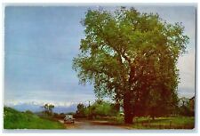 c1960 Chapter Oak Valley Charter Oak Visalia Tulare County California Postcard picture