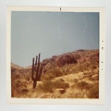 Arizona Desert Saguaro Cactus Photo 1970s Retro Mountain Landscape Scenery E701 picture