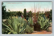 CA-California, Large Cactus Garden, Panoramic View, c1910 Vintage Postcard picture