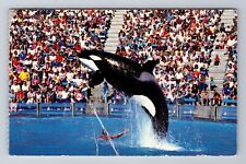 San Diego CA-California, Sea World, Shamu Spectacular Jump, Vintage Postcard picture