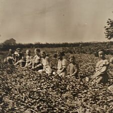 Antique RPPC Real Photograph Postcard Children Working In Field Farming Farm picture