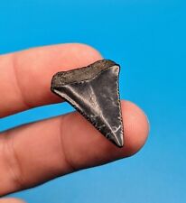 Gorgeous Jet Black Great White Shark Tooth With White Lightning Pattern Florida picture