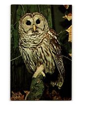 Vintage Chrome Postcard Barred Owl, Strix varia – A Majestic Night Hunter picture