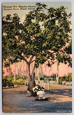 Florida Miami Coconut Grove Sausage Tree Kigellia Pinatta Street View Postcard picture