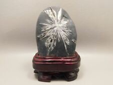 Chrysanthemum Stone 4.8  inch on Wood Base Natural Rock #O2 picture