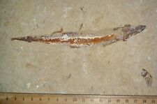 Prionolepis 15 - Fossils directly from Lebanon picture