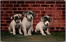 c1910s DOG Greetings Postcard 3 Puppies 
