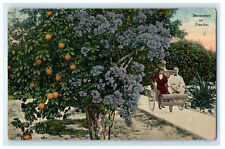 1915 Carriage, Fruits in Tree, Violet Roses December in Florida FL Postcard picture
