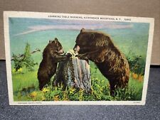 Learning Table Manners Adirondack Mountains New York Postcard￼ picture