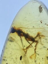 Large Unidentified Insect, Amber Fossil Inclusion, Genuine Burmite Amber, 98MYO picture