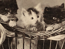 Cat Postcard Kittens by C E Bullard Bosom Friends Trio Pose Basket Bow C.1907 picture