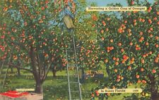 Lake Worth Florida, Workers Harvesting Oranges, Vintage Postcard picture