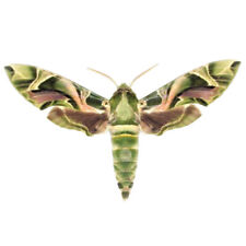 Daphnis nerii army green camouflage oleander sphinx moth Europe wings closed picture