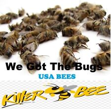 14 REAL Killer Honeybees *DRY* SPECIMEN INSECT TAXIDERMY HELP SAVE THE BEES  picture