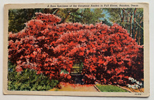 c 1934 TX Postcard Houston Texas Rare Specimen Gorgeous Azaleas in Bloom flowers picture