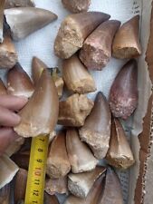 4 Huge Big Mosasaur Teeth Large Naval Dinosaur Real Mosasaurs fossil 7 cm picture