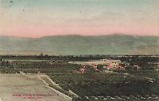 Orange Groves Western Park Colton California CA c1910 Postcard picture