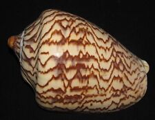 128 mm HUGE & HEAVY Cymbiola Aulica Nobilis Seashell GREAT PATTERN Combine Ship picture