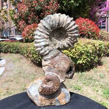 6.99LB  Natural Large Beautiful Ammonite Fossil Conch Crystal Specimen Healing picture